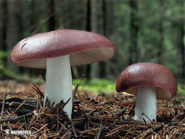 Weinroter Graustieltäubling (Russula vinosa)