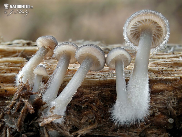 Winterhelmling (Mycena tintinnabulum)