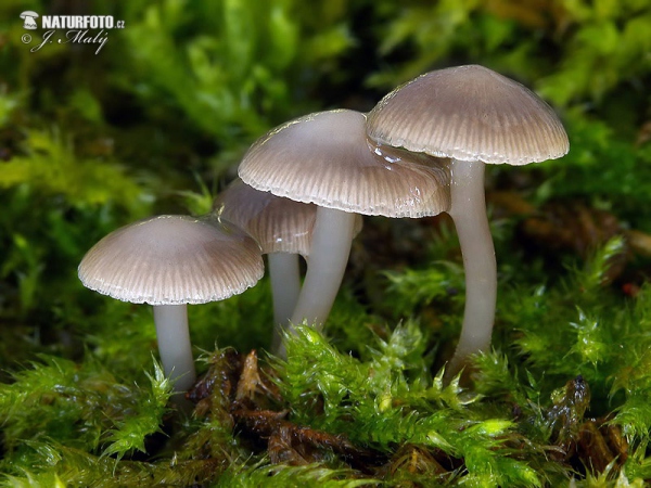 Winterhelmling (Mycena tintinnabulum)