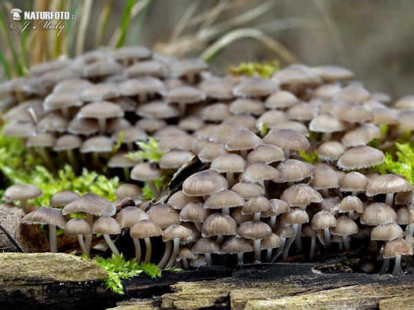 Winterhelmling (Mycena tintinnabulum)