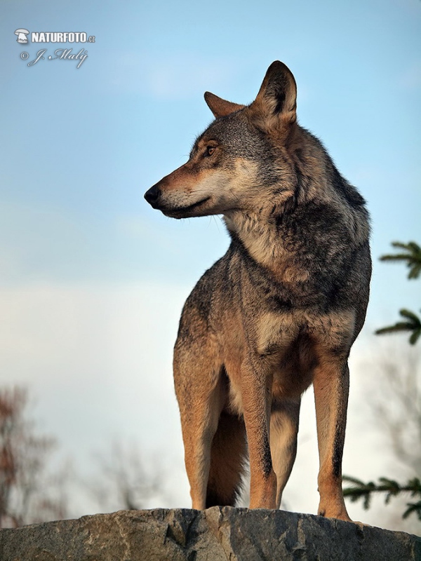 Wolf (Canis lupus)