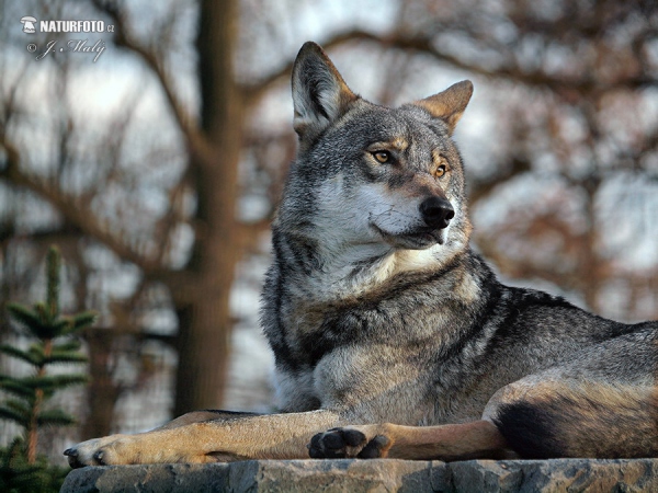 Wolf (Canis lupus)