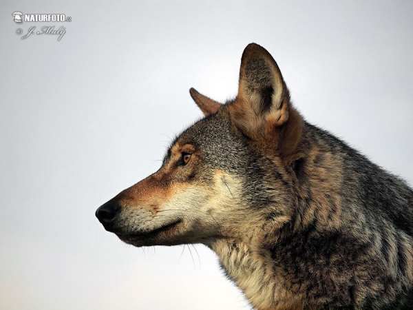 Wolf (Canis lupus)