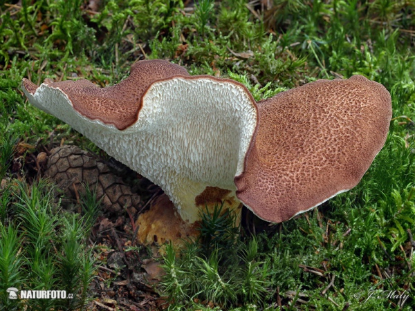 Ziegenfussporling (Albatrellus pes-caprae)