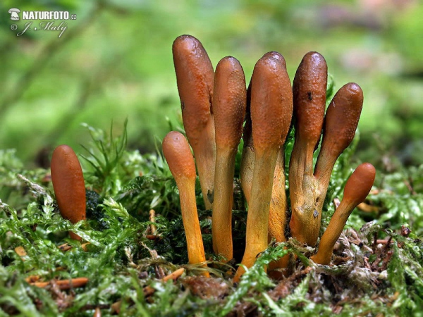 Zungenkernkeule (Elaphocordyceps ophioglossoides)