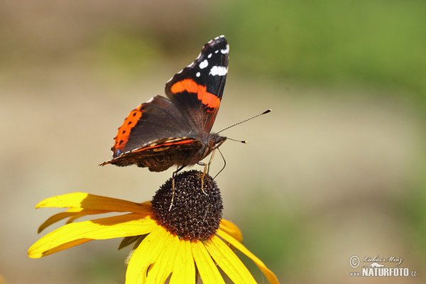 Admiral (Vanessa atalanta)