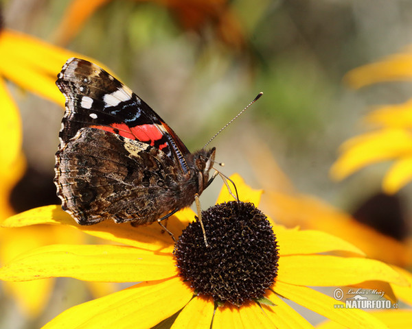 Admiral (Vanessa atalanta)