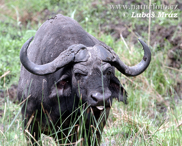 Afrikanische Büffel (Syncerus caffer)