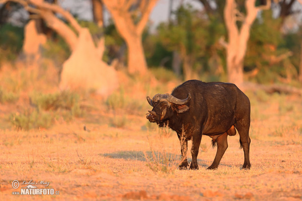 Afrikanische Büffel (Syncerus caffer)