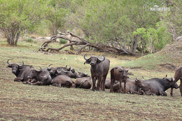 Afrikanische Büffel (Syncerus caffer)