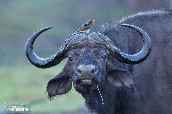 Afrikanische Büffel (Syncerus caffer)