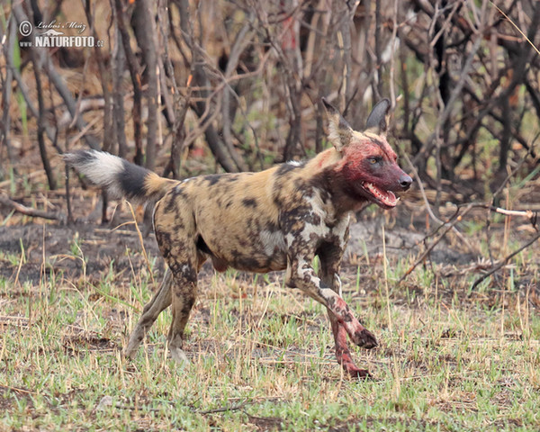 Afrikanische Wildhund (Lycaon pictus)