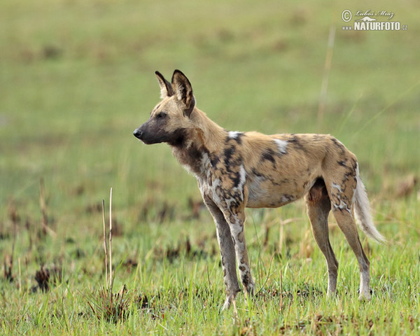 Afrikanische Wildhund (Lycaon pictus)