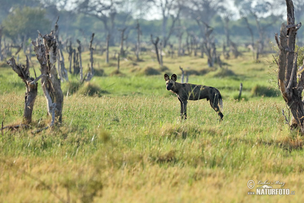 Afrikanische Wildhund (Lycaon pictus)