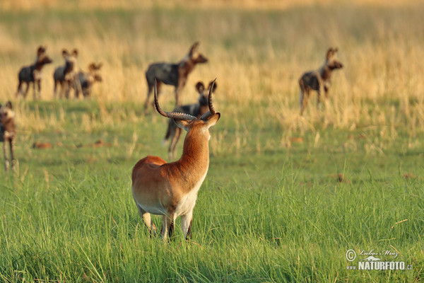 Afrikanische Wildhund (Lycaon pictus)