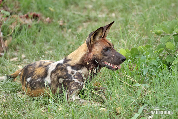 Afrikanische Wildhund (Lycaon pictus)