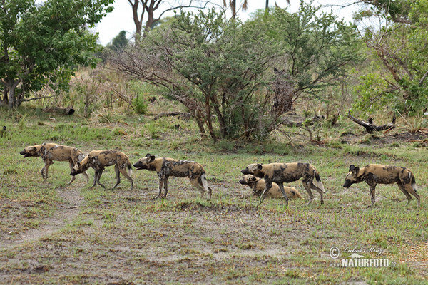 Afrikanische Wildhund (Lycaon pictus)