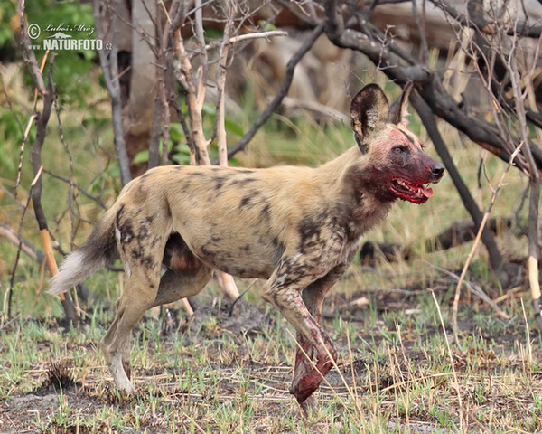 Afrikanische Wildhund (Lycaon pictus)