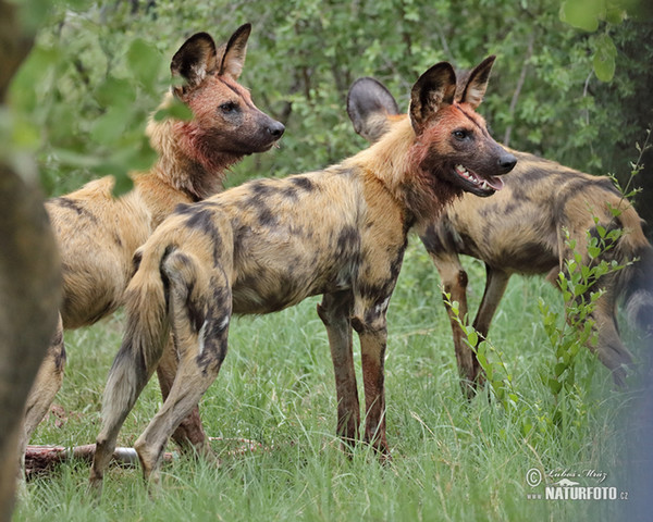 Afrikanische Wildhund (Lycaon pictus)