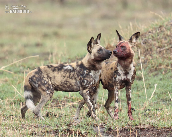 Afrikanische Wildhund (Lycaon pictus)