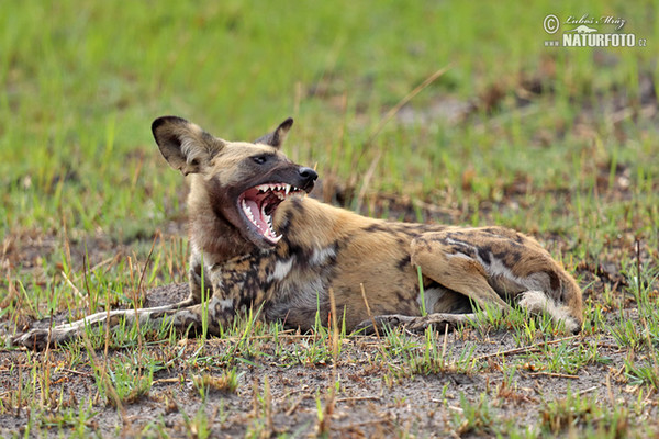 Afrikanische Wildhund (Lycaon pictus)