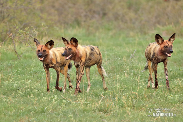 Afrikanische Wildhund (Lycaon pictus)