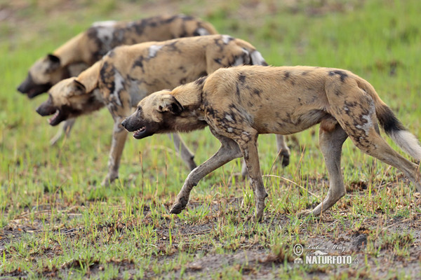 Afrikanische Wildhund (Lycaon pictus)