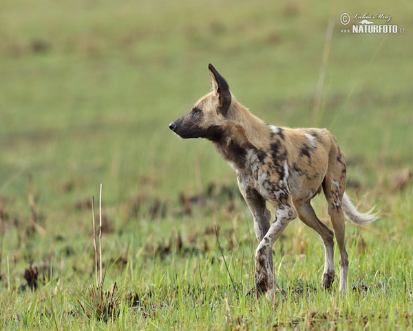 Afrikanische Wildhund (Lycaon pictus)