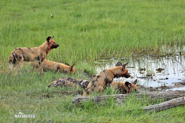 Afrikanische Wildhund (Lycaon pictus)