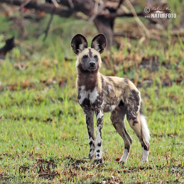 Afrikanische Wildhund (Lycaon pictus)