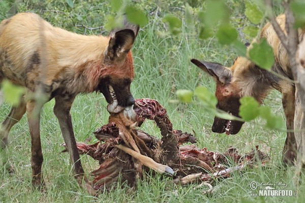 Afrikanische Wildhund (Lycaon pictus)