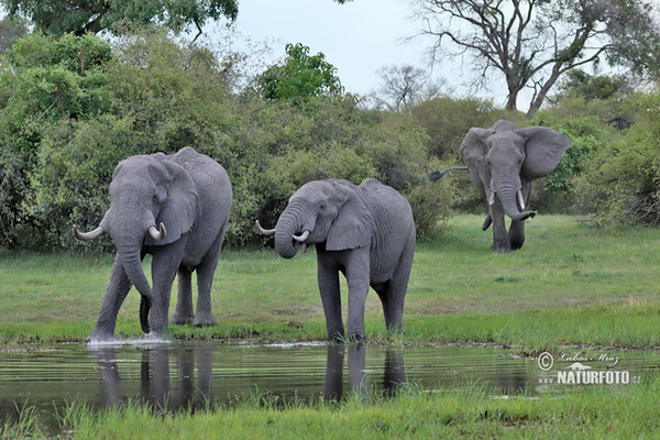 Afrikanischer Elefant (Loxodonta africana)