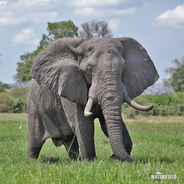 Afrikanischer Elefant (Loxodonta africana)