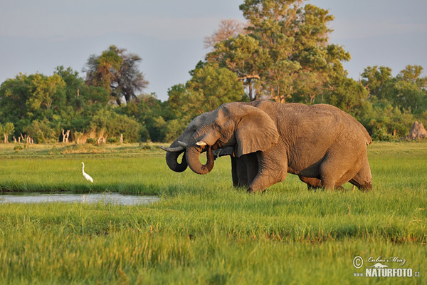 Afrikanischer Elefant (Loxodonta africana)