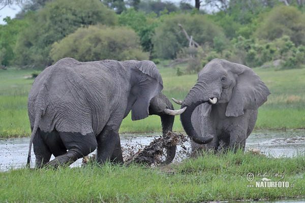 Afrikanischer Elefant (Loxodonta africana)