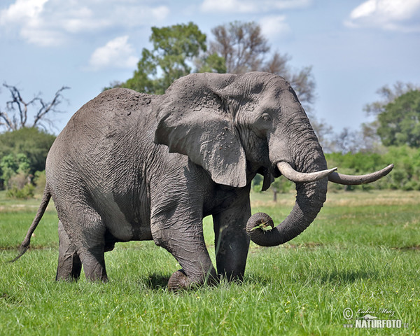 Afrikanischer Elefant (Loxodonta africana)