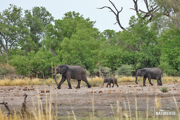 Afrikanischer Elefant (Loxodonta africana)