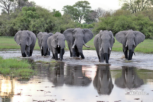 Afrikanischer Elefant (Loxodonta africana)