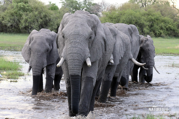 Afrikanischer Elefant (Loxodonta africana)