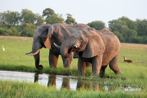 Afrikanischer Elefant (Loxodonta africana)