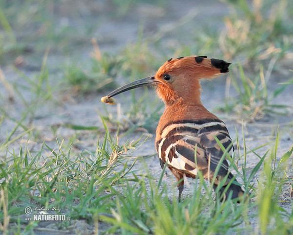 Afrikanischer Hopf (Upupa africana)