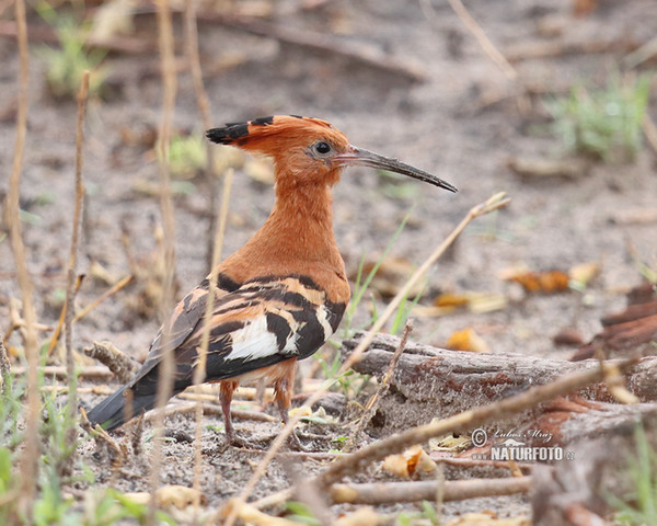 Afrikanischer Hopf (Upupa africana)