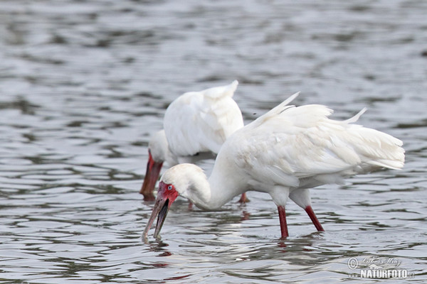 Afrikanischer Löffler (Platalea alba)