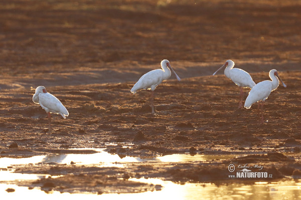 Afrikanischer Löffler (Platalea alba)