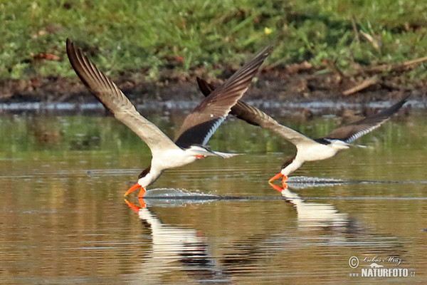 Afrikanischer Scherenschnabel (Rynchops flavirostris)