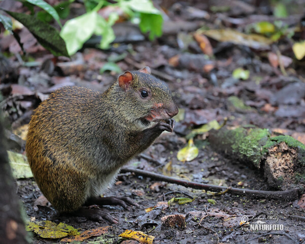 Aguti Dasyprocta punctata (Dasyprocta punctata)