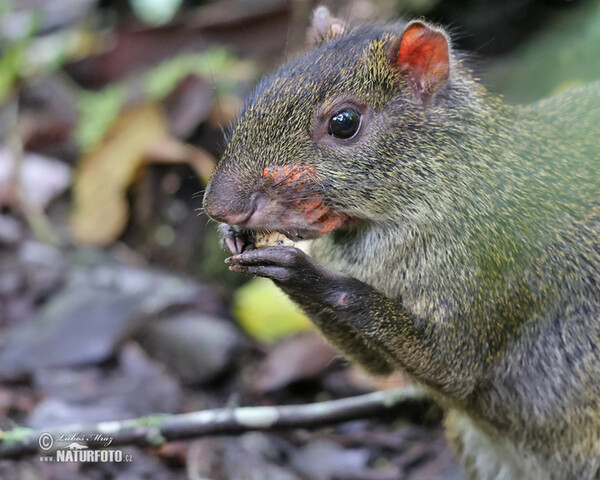 Aguti Dasyprocta punctata (Dasyprocta punctata)