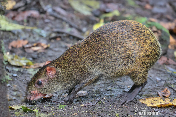 Aguti Dasyprocta punctata (Dasyprocta punctata)