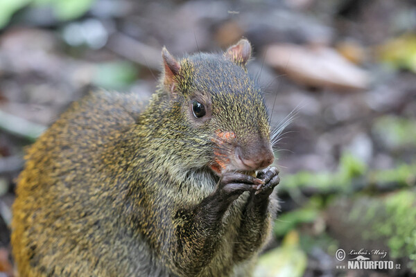 Aguti Dasyprocta punctata (Dasyprocta punctata)