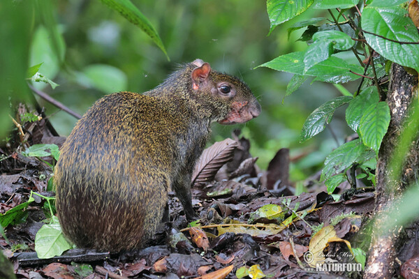 Aguti Dasyprocta punctata (Dasyprocta punctata)